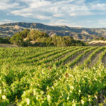 Sonoma County Wine Appellations Intended For Sonoma Winery List Alphabetical Printable