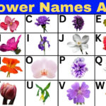 A Z Flowers Alphabetimals | Flower Names For Kids | Flower Alphabet |  Plants Education #Flowers Within Flowers From A Z For Kids