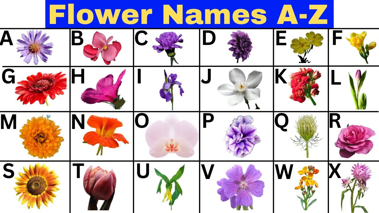 A-Z Flowers Alphabetimals | Flower Names For Kids | Flower Alphabet | Plants Education #Flowers within Flowers From A-Z For Kids